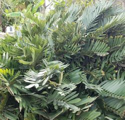 Coontie Palm, Florida Arrowroot, Koonti, Wild Sago, Zamia integrifolia, Z. pumila